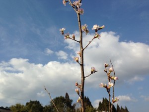 IMG_3573