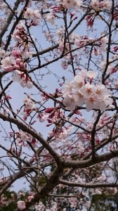 IMG_3627