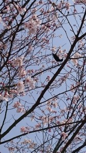 IMG_3631